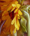 Plants: image 1 0f 4 thumb